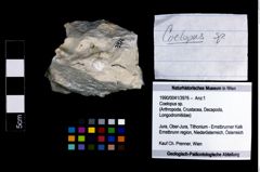 Foto (Objekt + Etikett) von Coelopus sp.  (NHMW-GEO-1990-0041-3976)